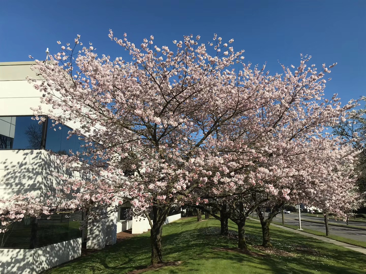 华盛顿大学草药园图片