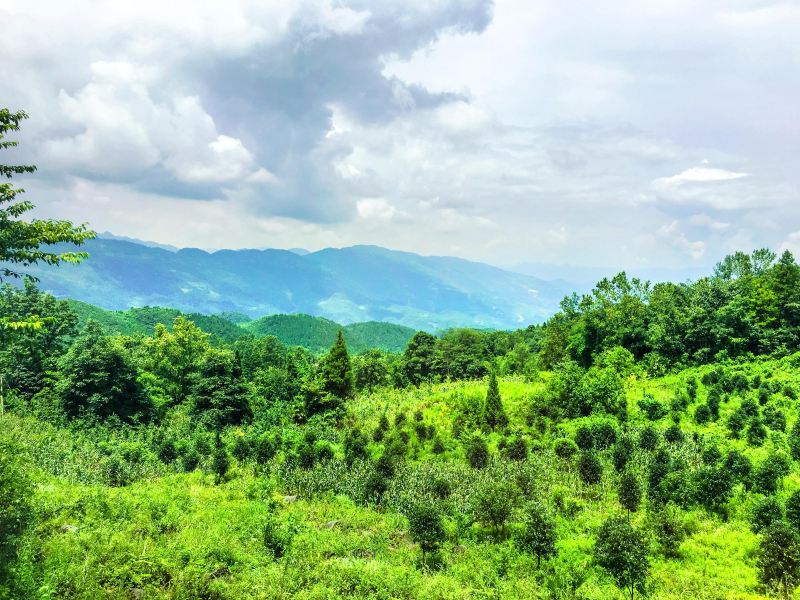 重庆摩围山景区攻略-摩围山景区门票价格多少钱-团购票价预定优惠