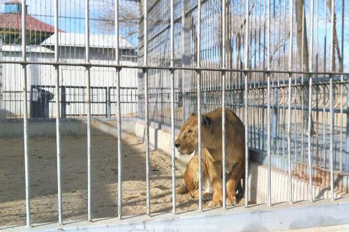 桥北动物园   分