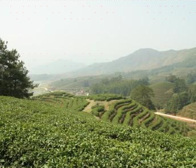 Xixi Tea Plantation