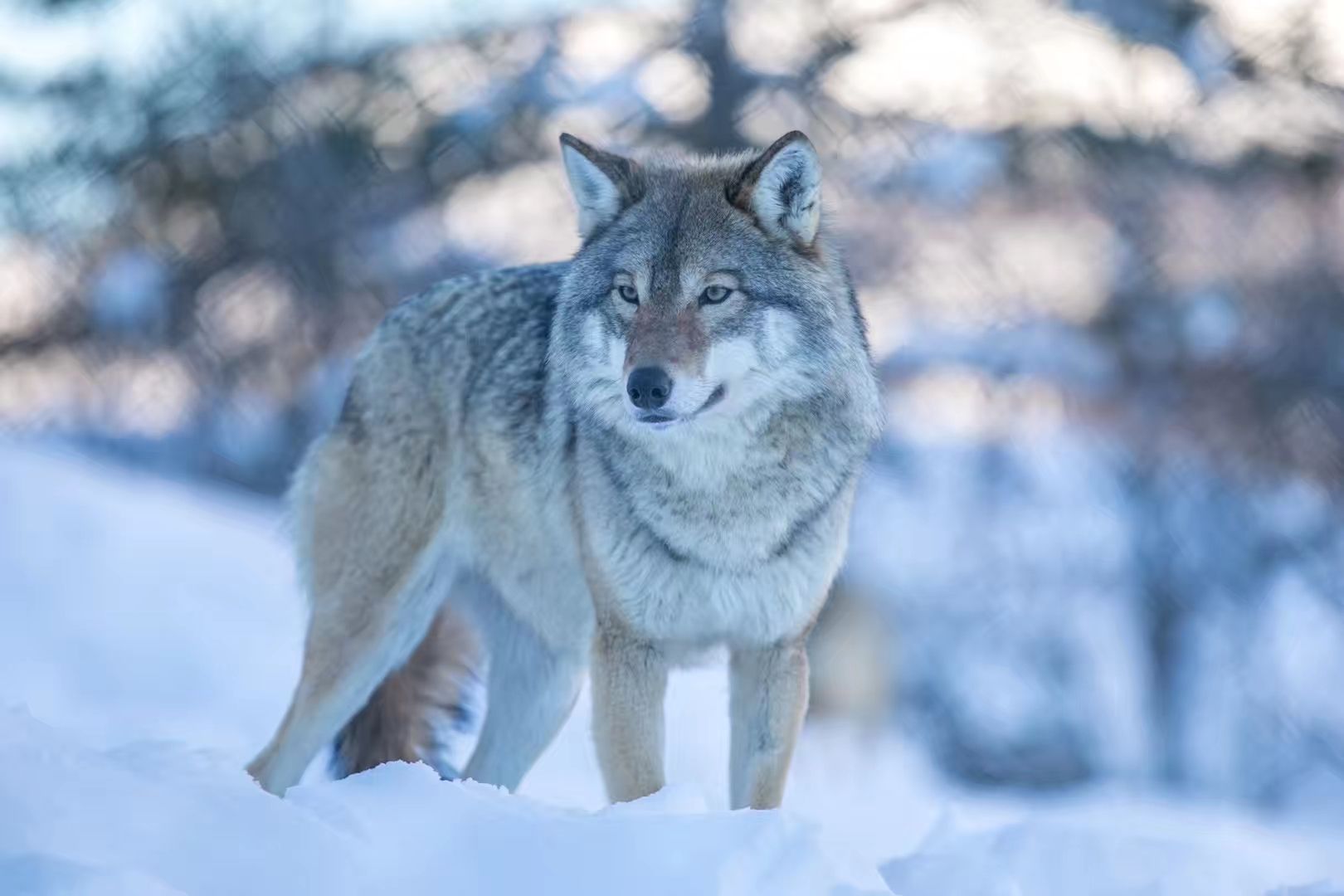   两年前沿着达顿高速抵达阿拉斯加的北极圈,这次在圈里足