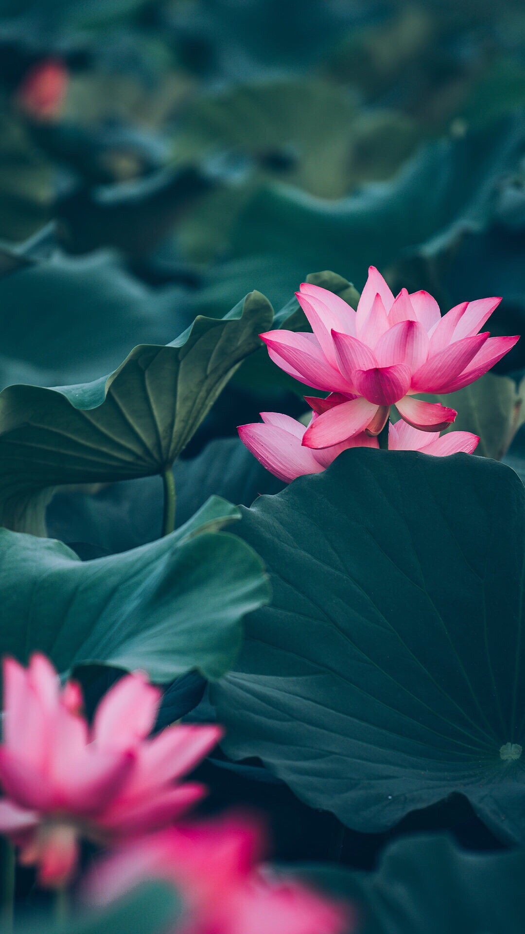 96 Yoga Lotus Flower Wallpaper