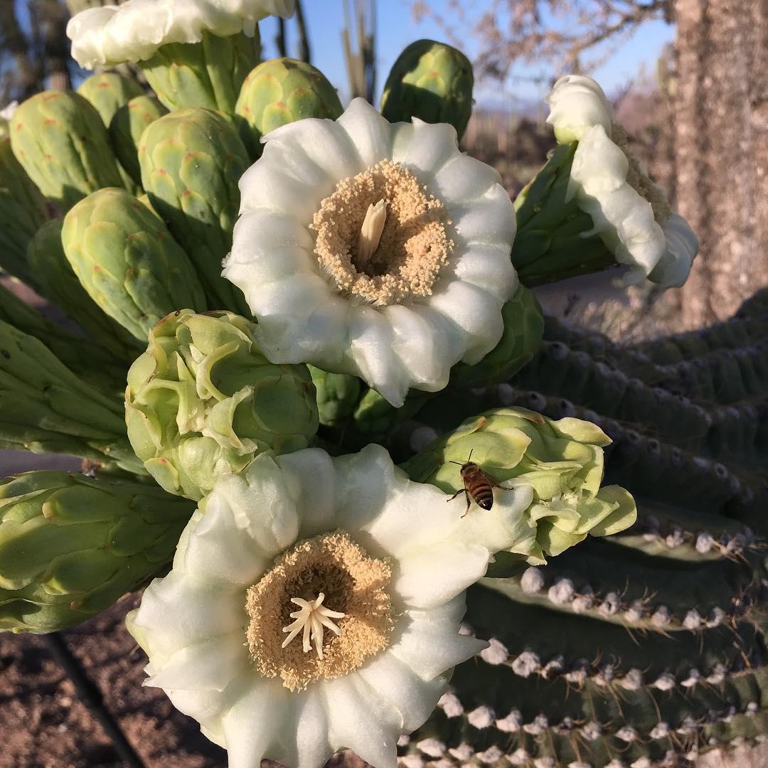 巨人柱国家公园