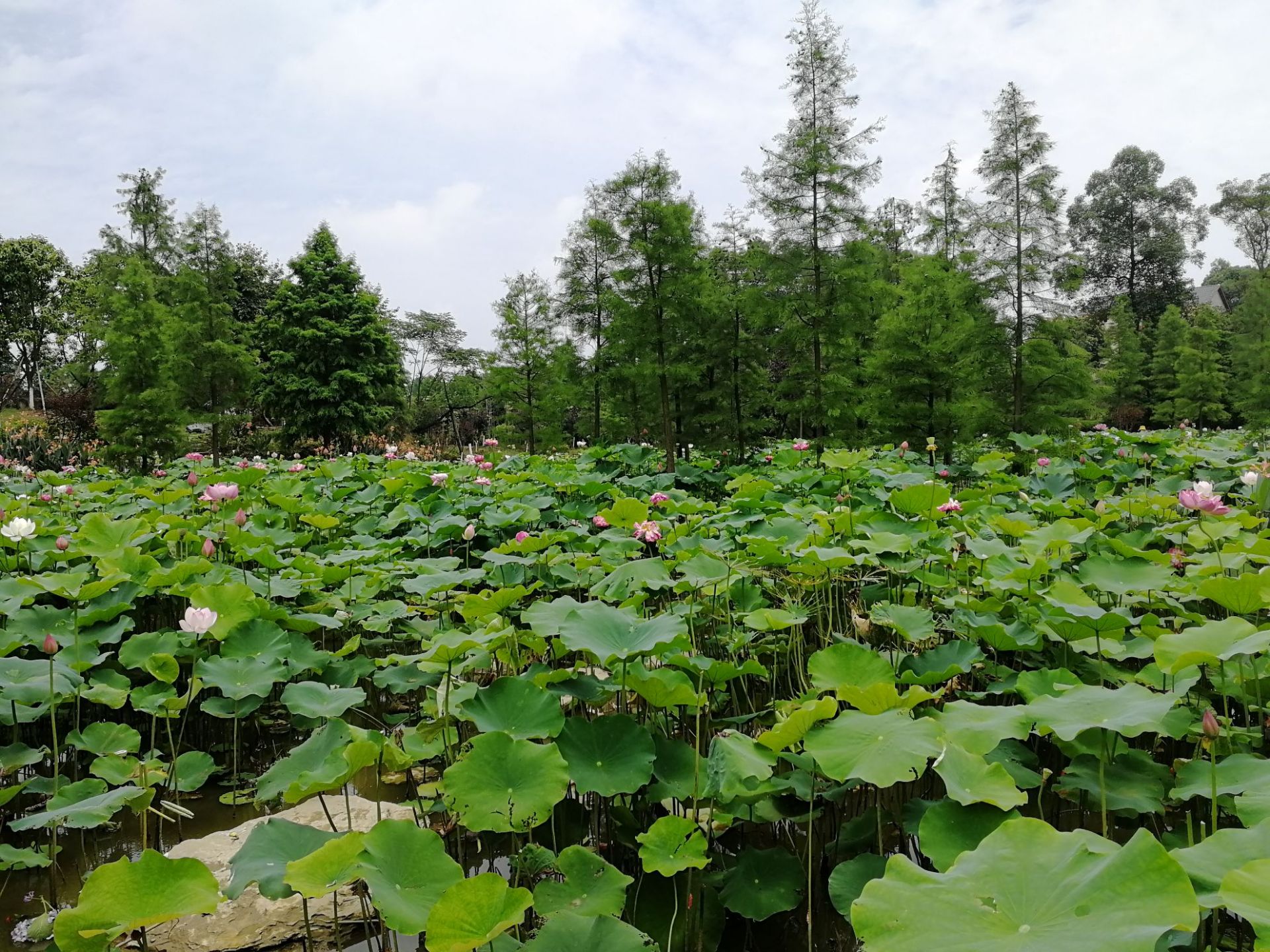 西永寨山坪森林公园图片