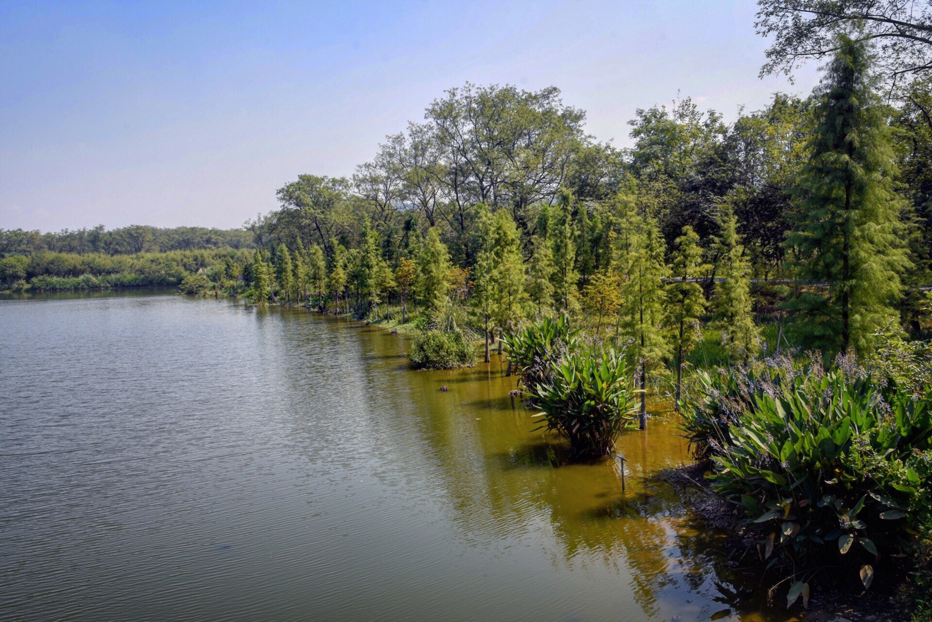 望都九龙湖湿地公园图片