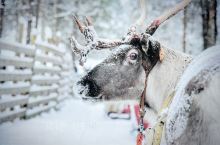 这里有傻不愣登的二哈，也有宛如雪中精灵的驯鹿，还是圣诞老人的故乡，这里是罗瓦涅米，北极圈里的童话世界