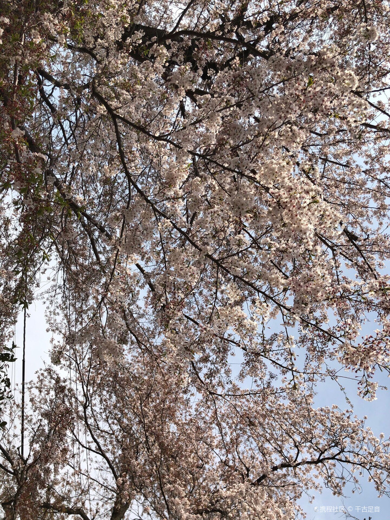 八王子夏日风情集市之行 八王子市之行 携程旅拍