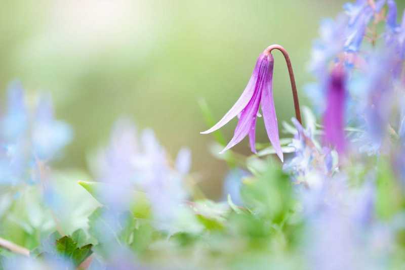 花田农舍 日本的广告取景地 美瑛美瑛的夏天 童话般的世界