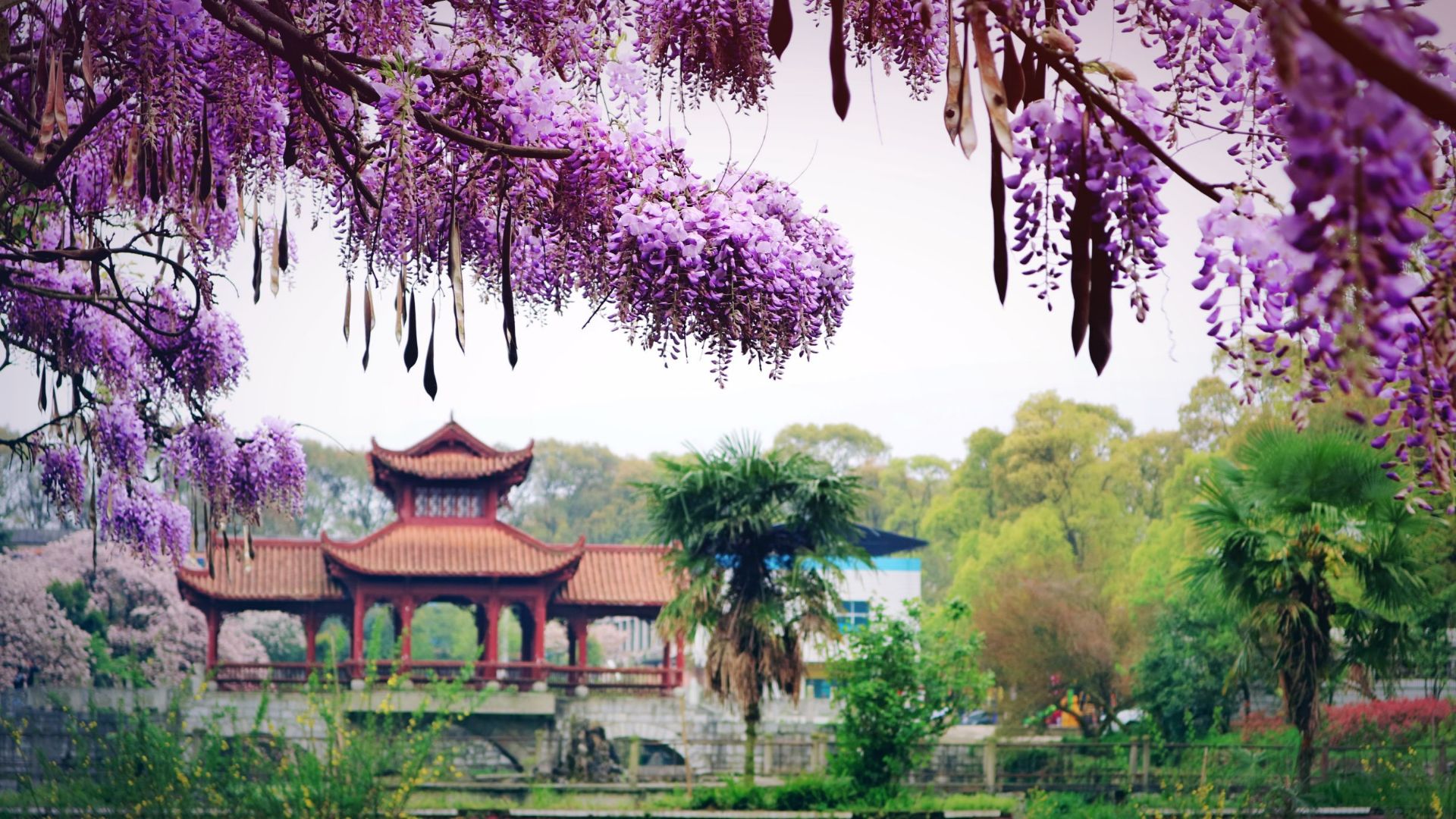 平坝农场樱花园