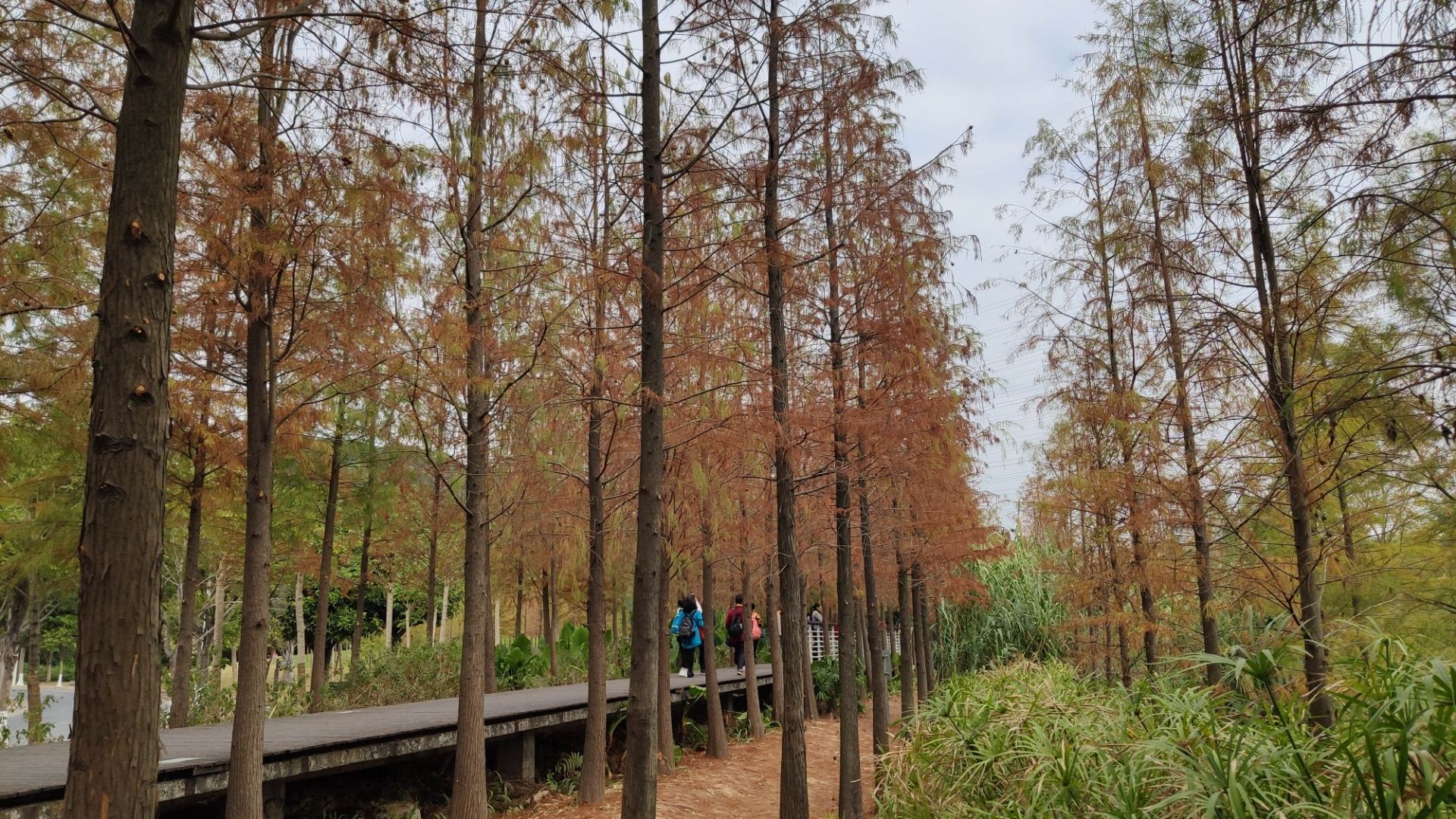 大觀溼地公園