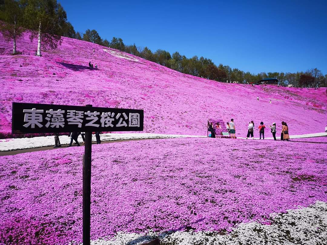 東藻琴芝櫻公園