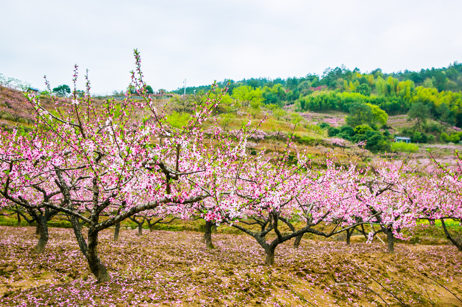 【携程攻略】桐庐阳山畈村景点,桃花盛开的山谷,桐庐阳山畈村,农舍的