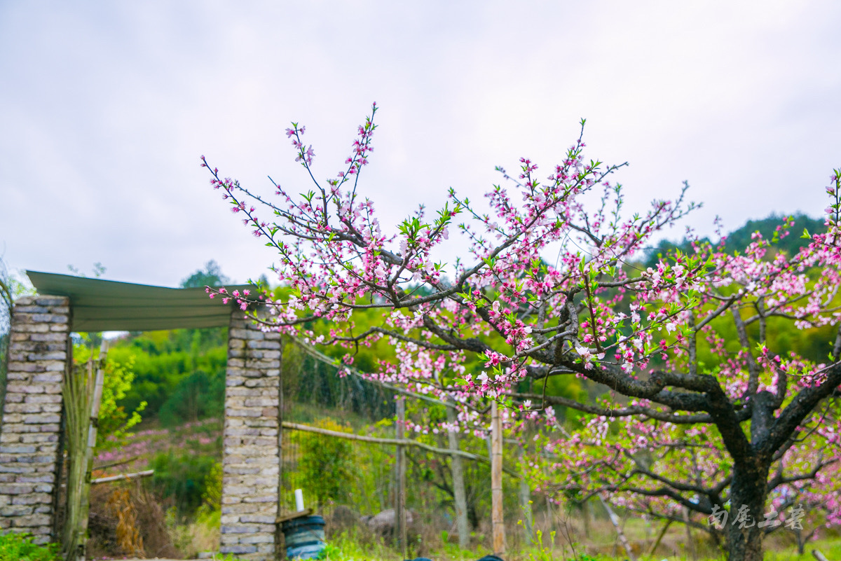 【携程攻略】桐庐阳山畈村景点,桃花盛开的山谷,桐庐阳山畈村,农舍的
