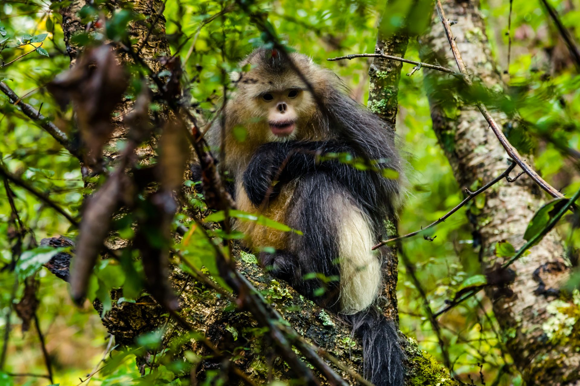 塔城滇金丝猴国家公园