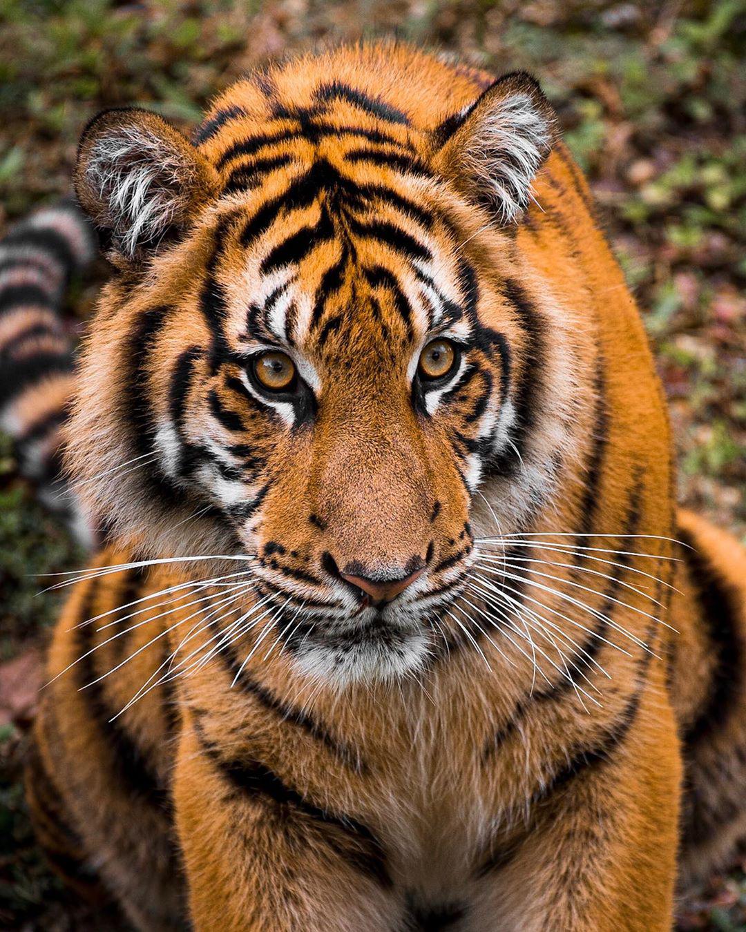 邁阿密動物園