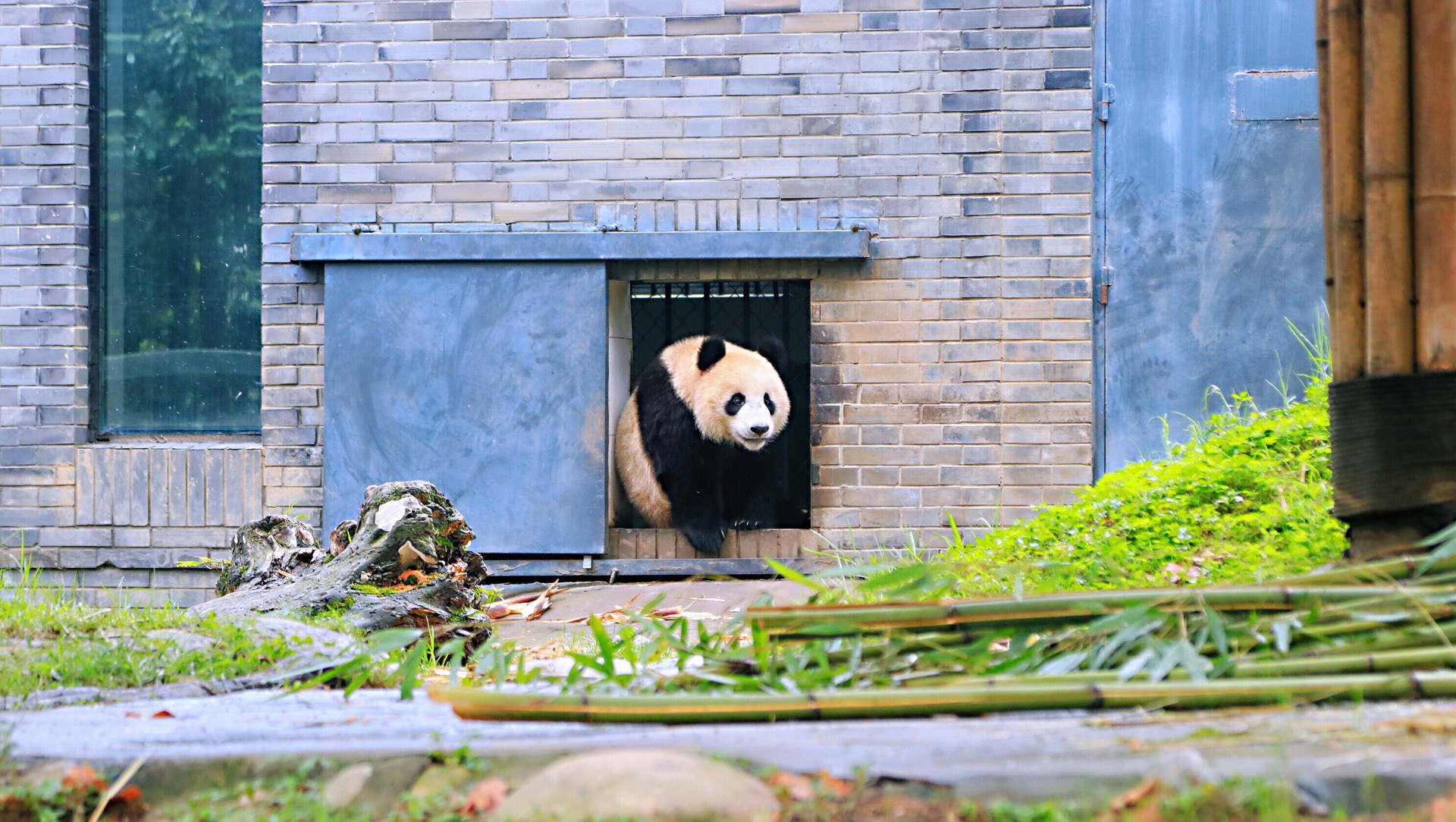 都江堰中华大熊猫苑(原熊猫乐园)