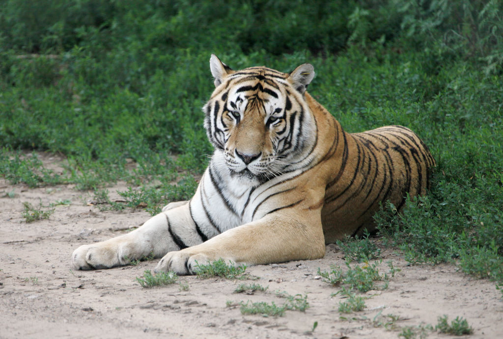 67东北虎林园坐落在松花江北岸,与太阳岛毗邻,这里的老虎非常多,平