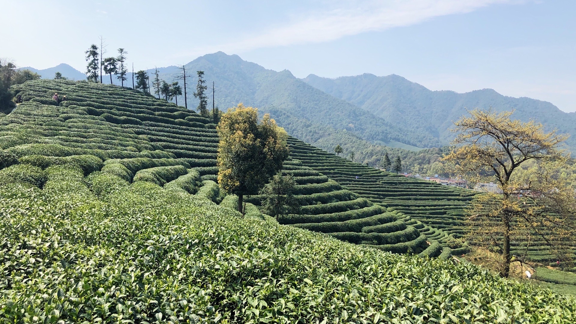 龙坞茶镇上城埭村图片