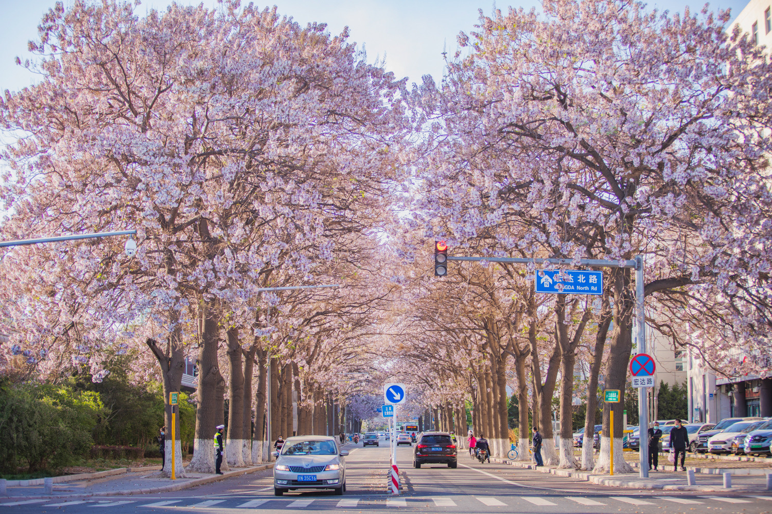 宏达北路桐花大道