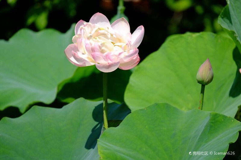 Iceman626 京都资深玩家 居日本十年 京阪神地区资深玩家 关注 京都 大莲寺 景点 大莲寺 4 6分17条评论 去看看 携程推荐 京都 大莲寺 七月是莲花的季节 在日本 七月的月花就是莲花 那赏莲的名所就一定不能错过大莲寺 这里品种多样的莲花竞相开放