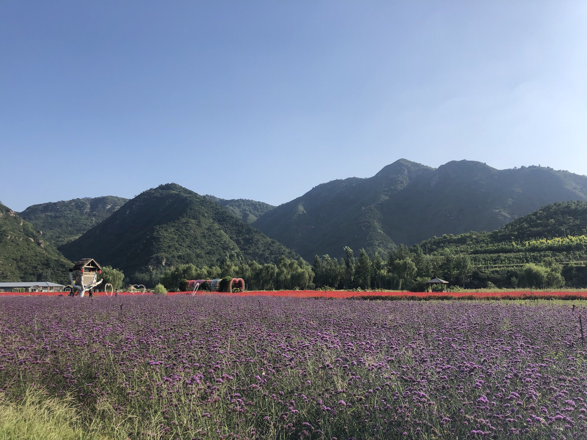 密雲區密雲人間花海薰衣草莊園景點怎麼樣_點評_評價【攜程攻略】