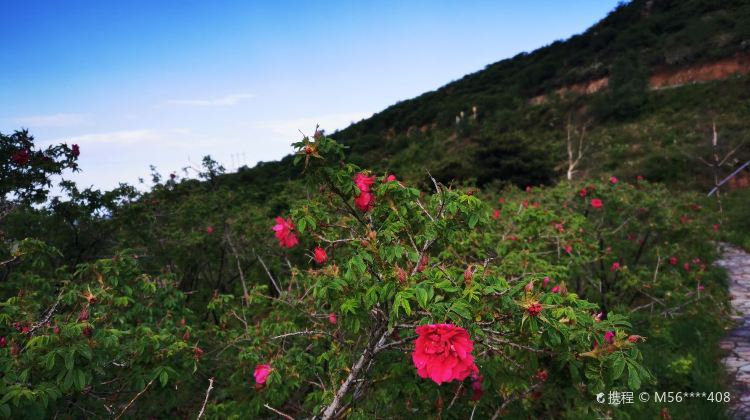 妙峰山玫瑰园