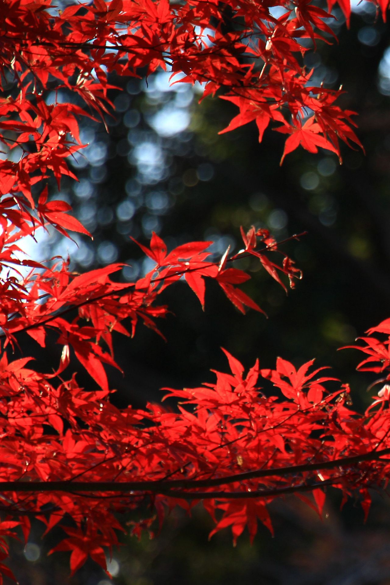 x0a;亮点特色:
有名的上野恩赐公园春天漫天飞舞的樱花美轮美奂