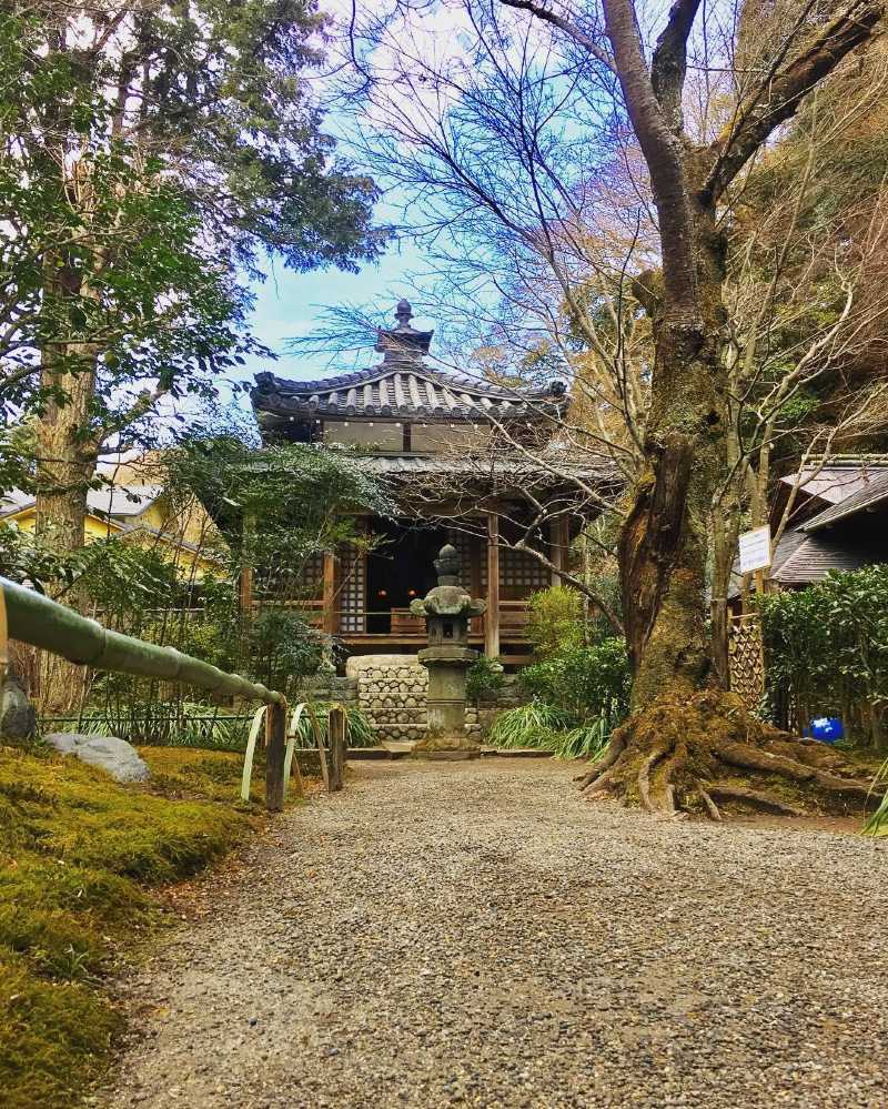 你见过漫天的樱花有没有看过满园的紫阳镰仓行之明月院打卡