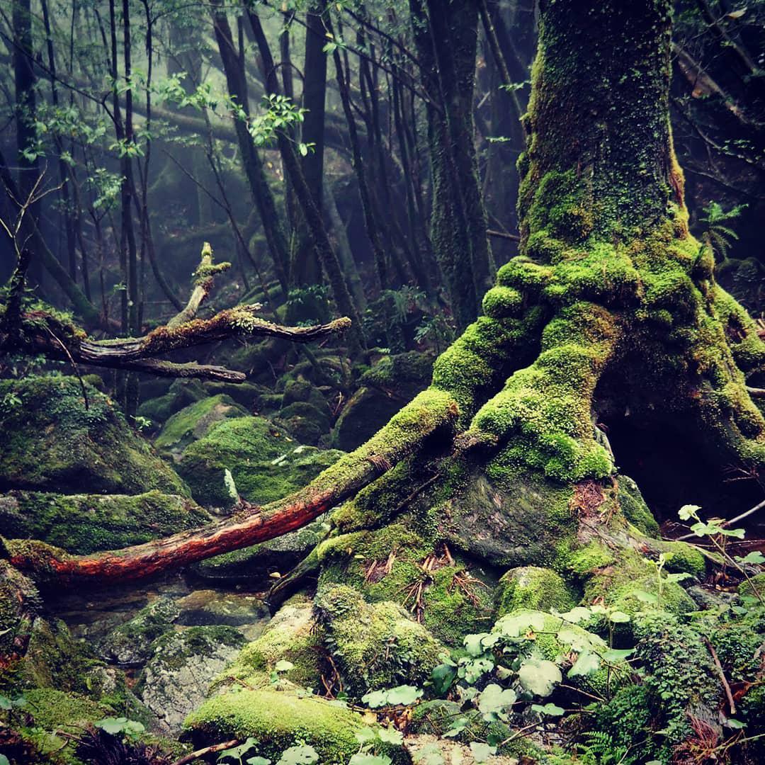 【九州自由行】屋久島 「幽靈公主」守護的森林秘景 - Travelliker 愛遊人
