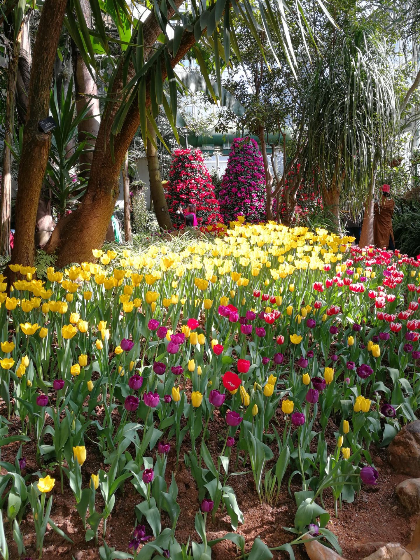 园艺博览园景点,昆明四季如春,世博园里和洱海花圃讲述着不同的童话