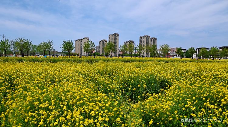 大興瀛海油菜花景區