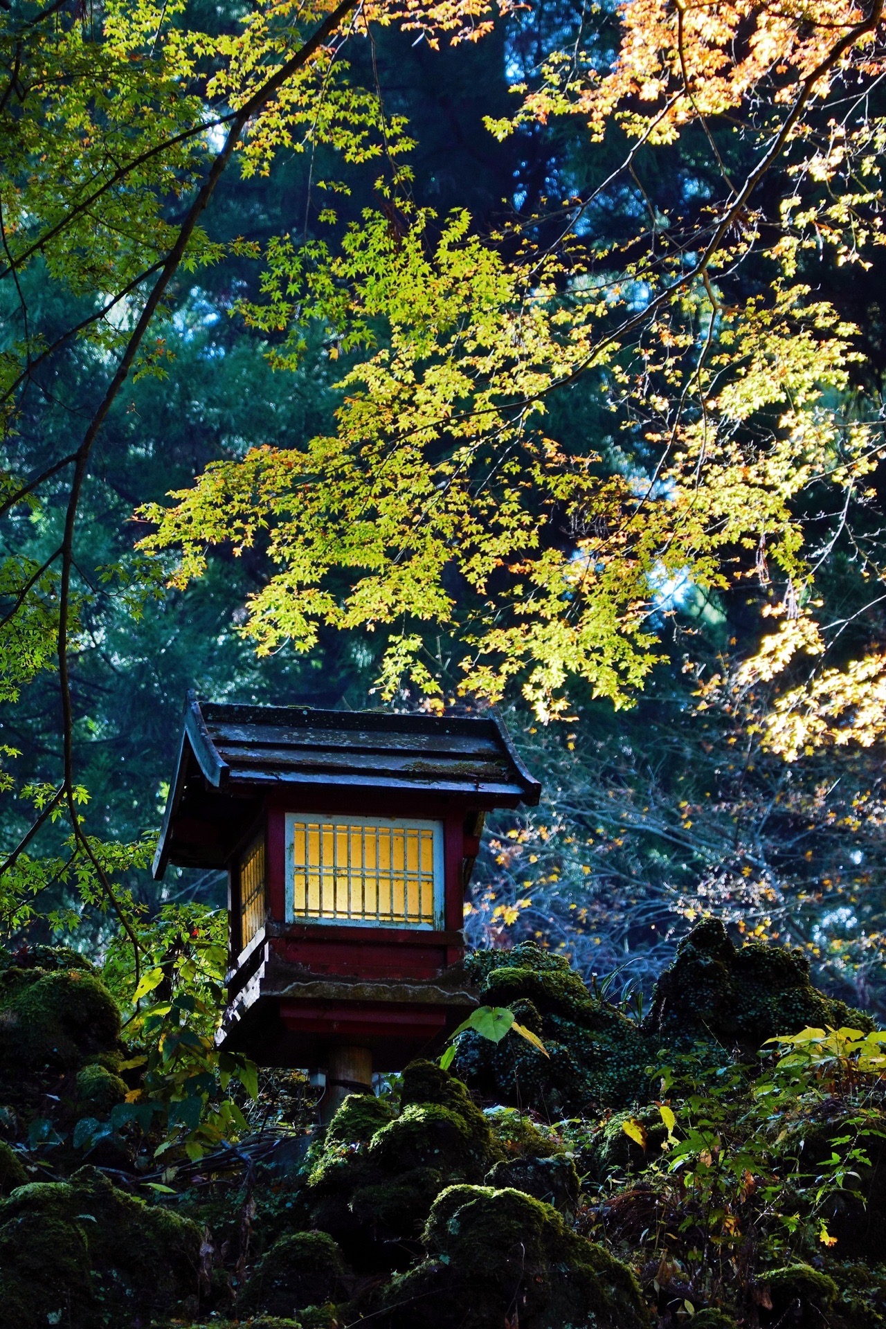 J调de华丽日本旅行 箱根周边红叶宝藏 大雄山最乗寺 道了尊 自由行旅拍 旅游景点攻略 携程