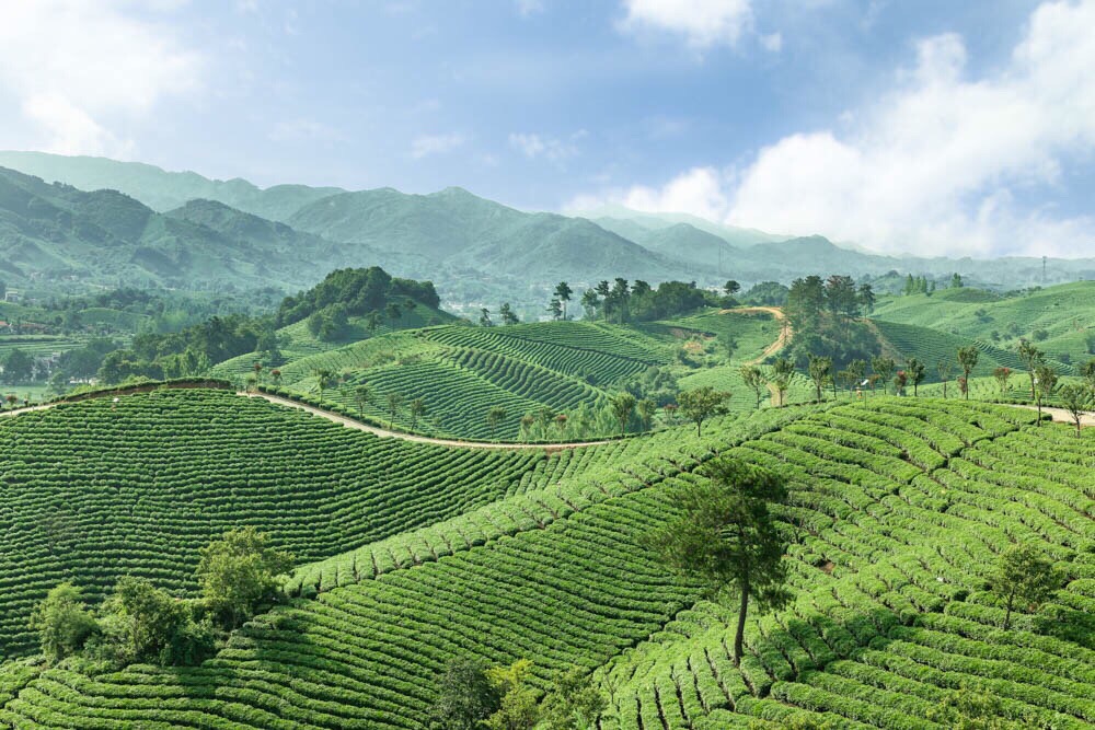 信阳文新茶村攻略,信阳文新茶村门票/游玩攻略/地址/图片/门票价格
