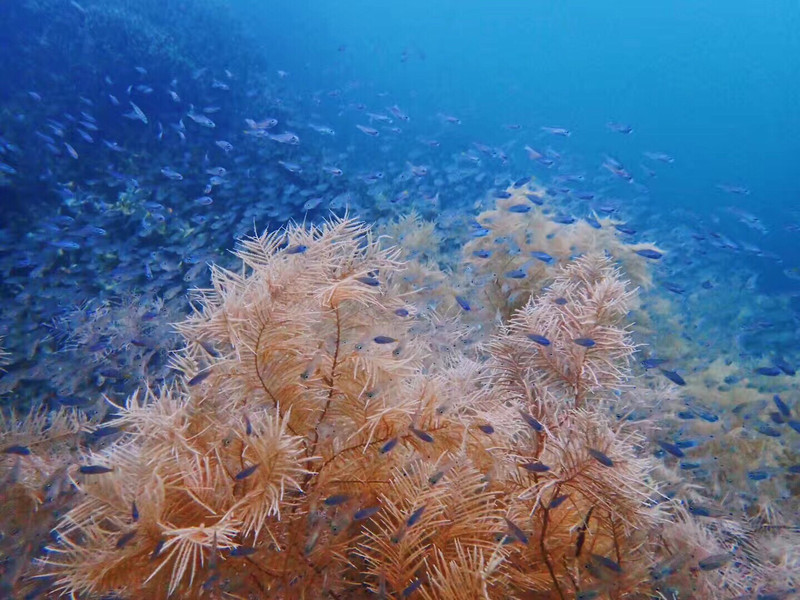 珊瑚花园之行 巴拉望之行 携程旅拍