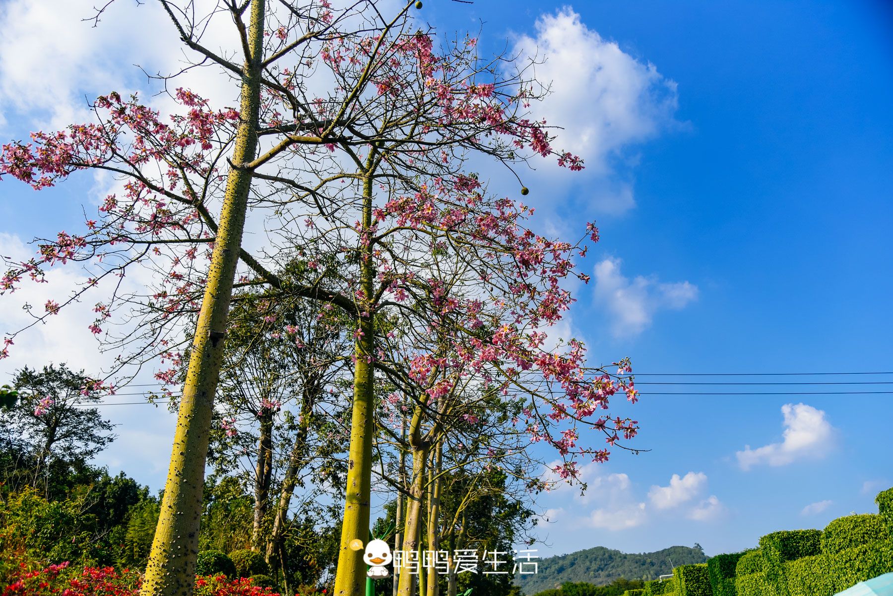 1-Day Zhangpu Tour: Coastal Charm of Liuao Emerald Bay, Blooming Beauty at Zhangzhou Southeast Flower City