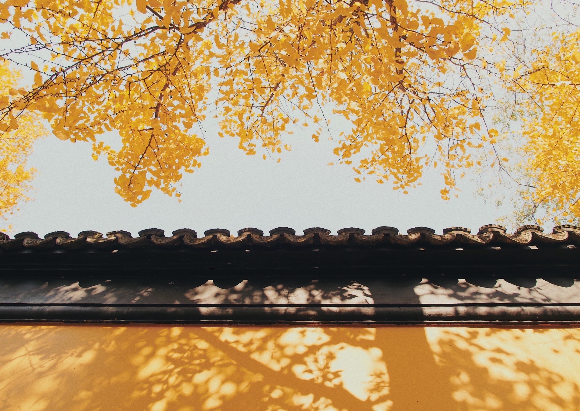 【携程攻略】苏州西园寺景点,苏州深秋|西园寺银杏黄了,带上相机记录