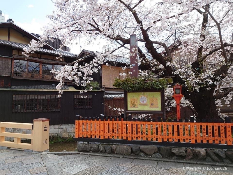 Iceman626 京都 祇園白川 祇園与白 祇园白川自由行旅拍 旅游景点攻略 携程