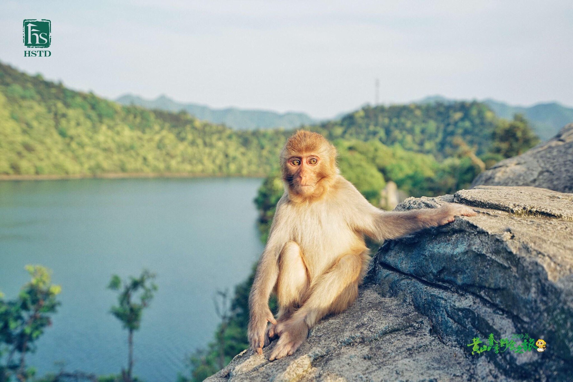 黄山浮溪野生猴谷