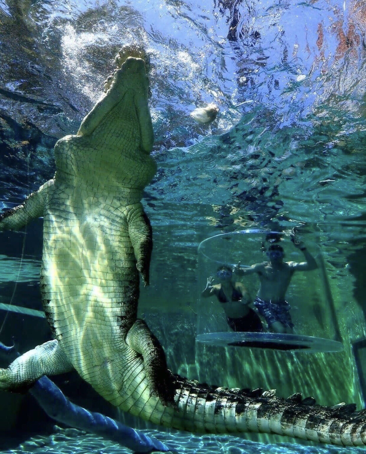 《酷玩世界》03澳大利亚达尔文鳄鱼公园与巨鳄同游 澳大利