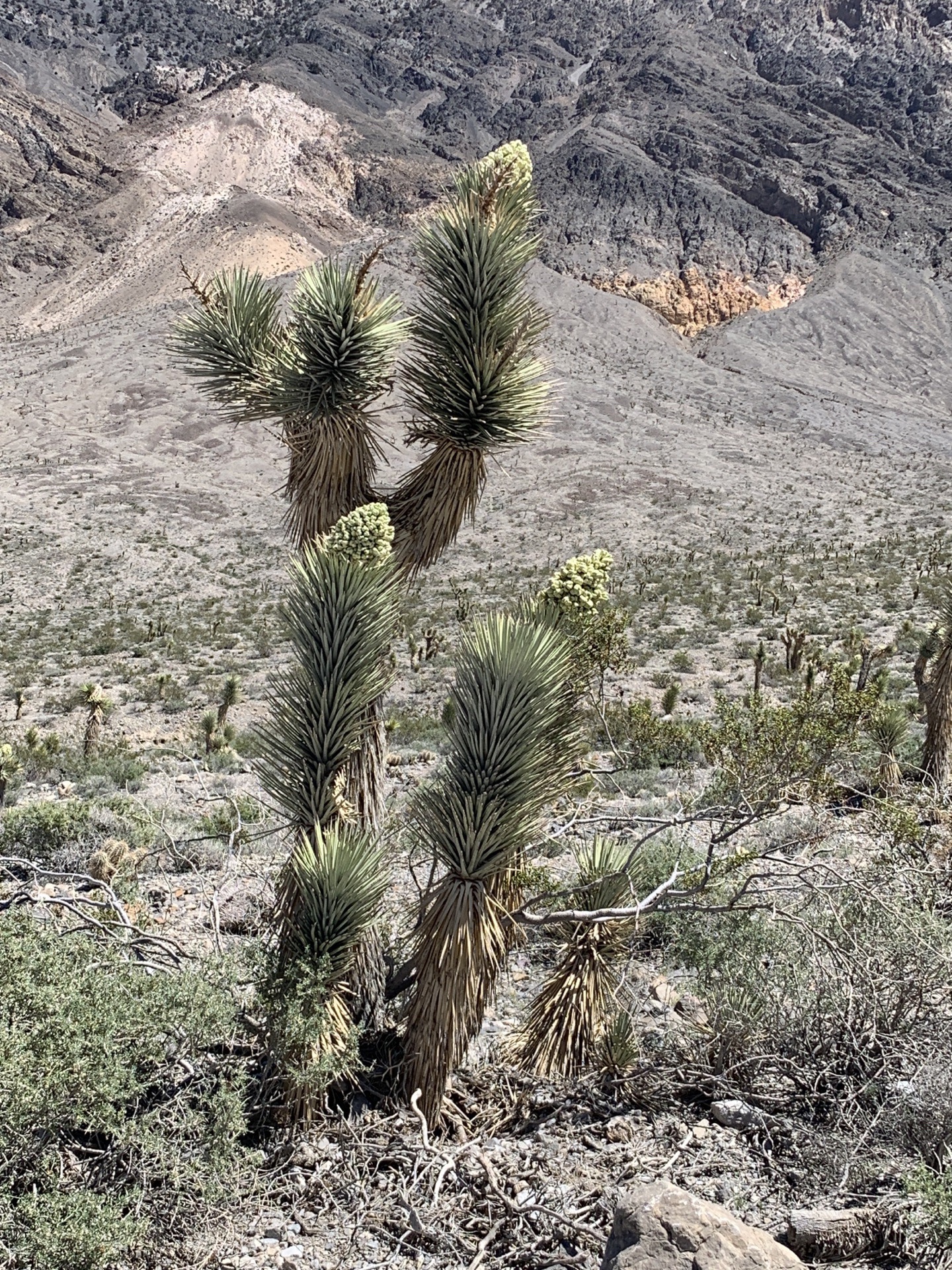 因约县the racetrack攻略,因约县the racetrack门票