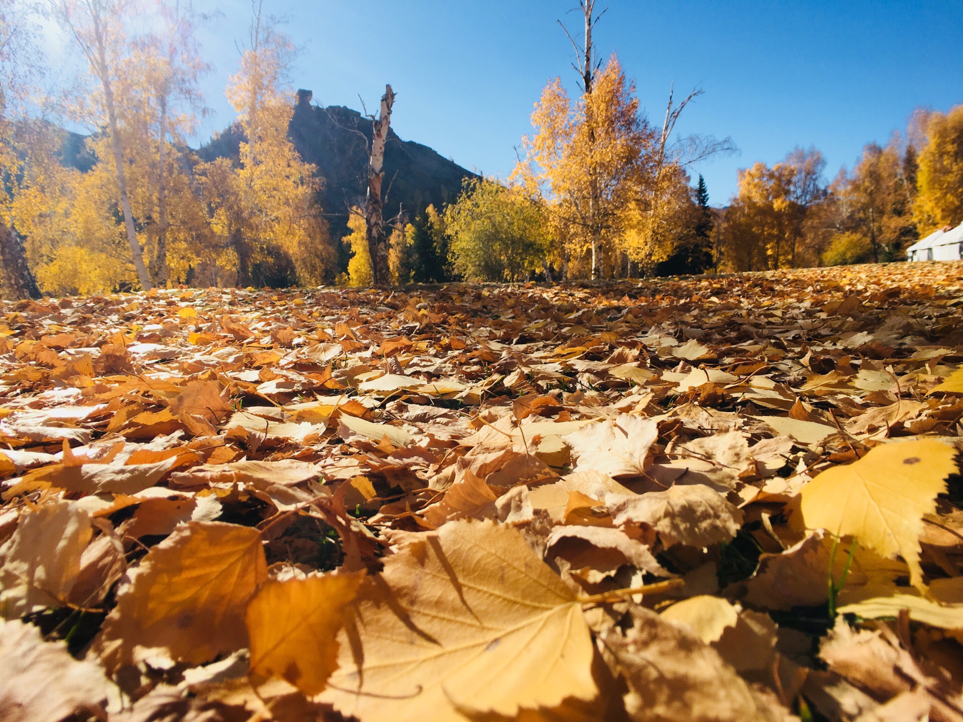 可可托海白桦林