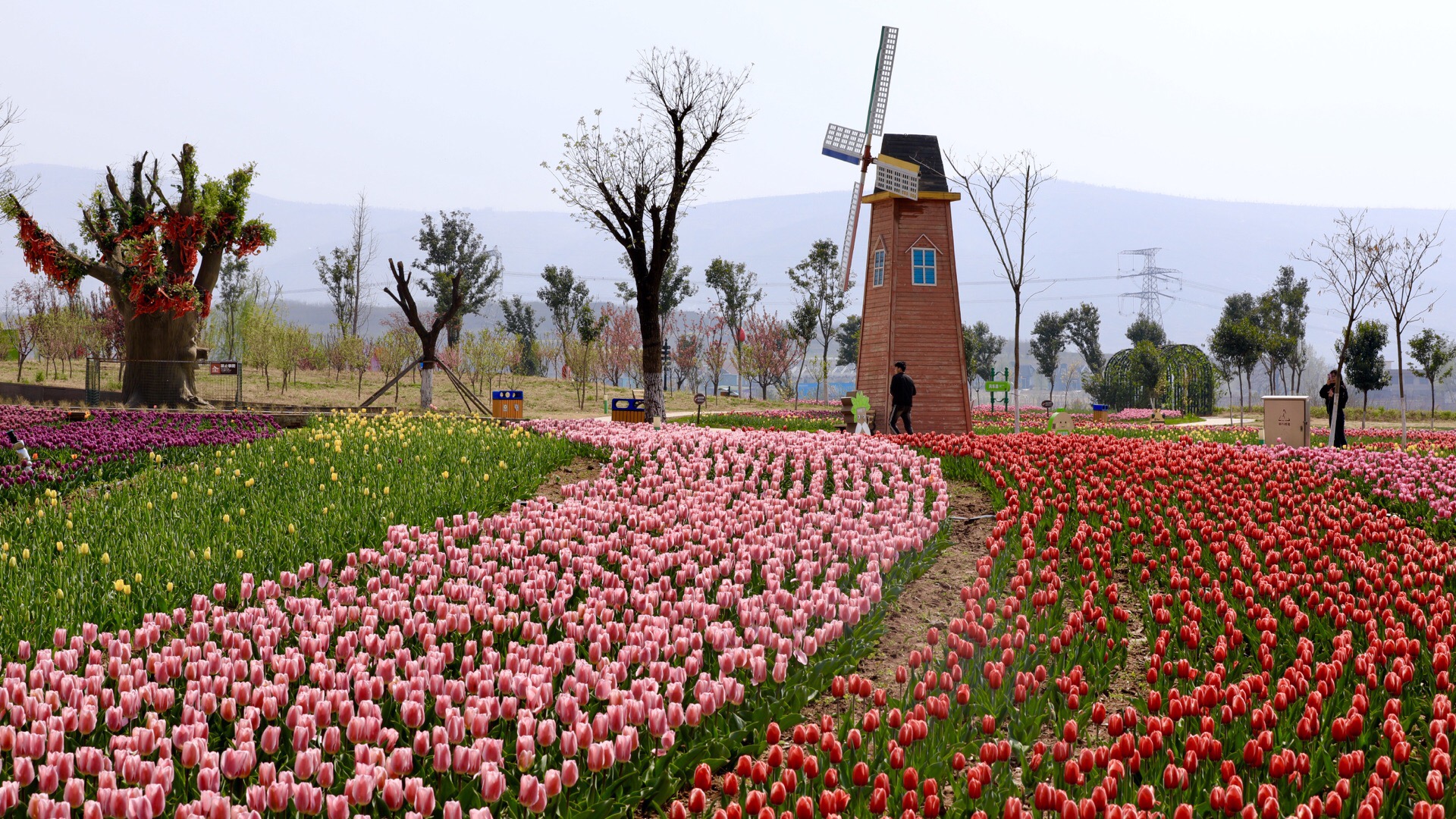 豪泽国际郁金香花海欢乐城