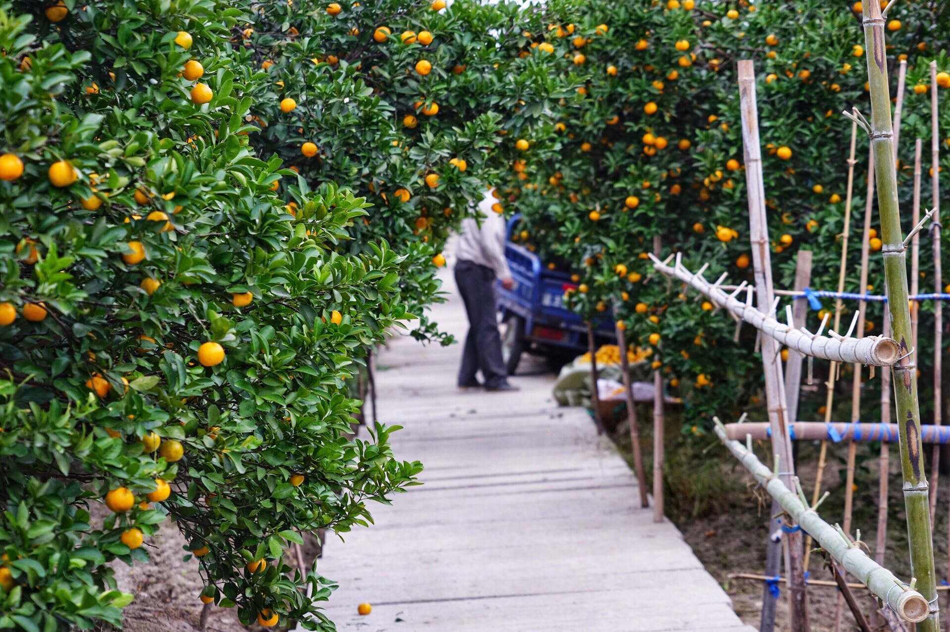 中国柑橘博览园