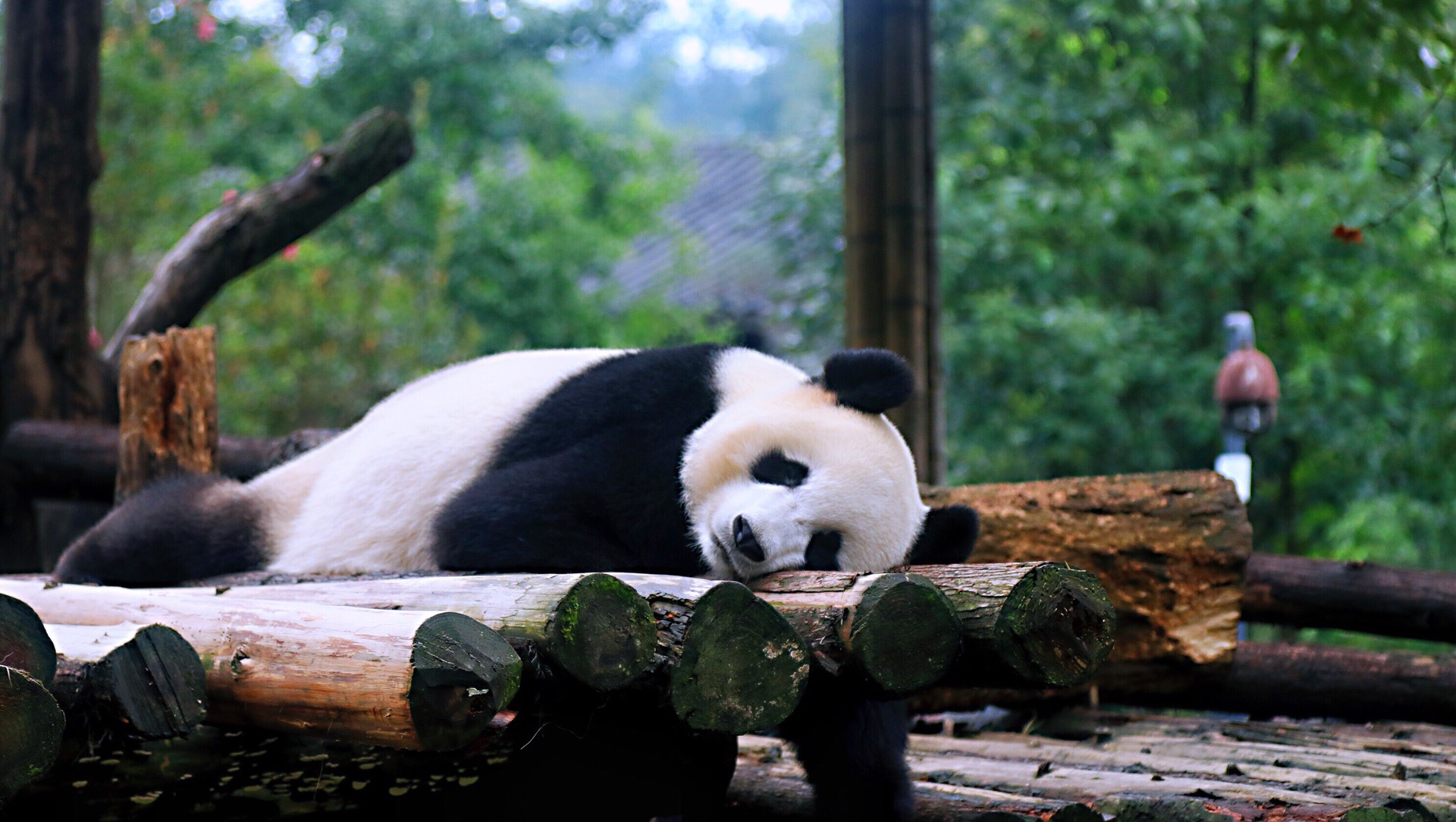 都江堰中华大熊猫苑(原熊猫乐园)