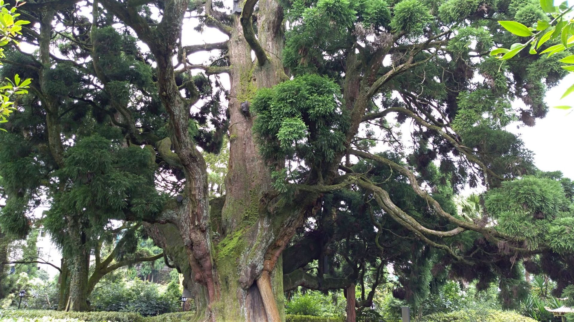 柳杉王公园也是鼓岭的中心地带,市区的公交车的鼓岭终点站,公园内还有