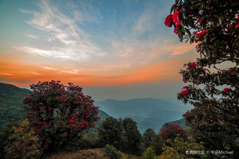 杜鹃花开映山红 - 云南玉溪·新平磨盘山 磨盘山国家森林公园位
