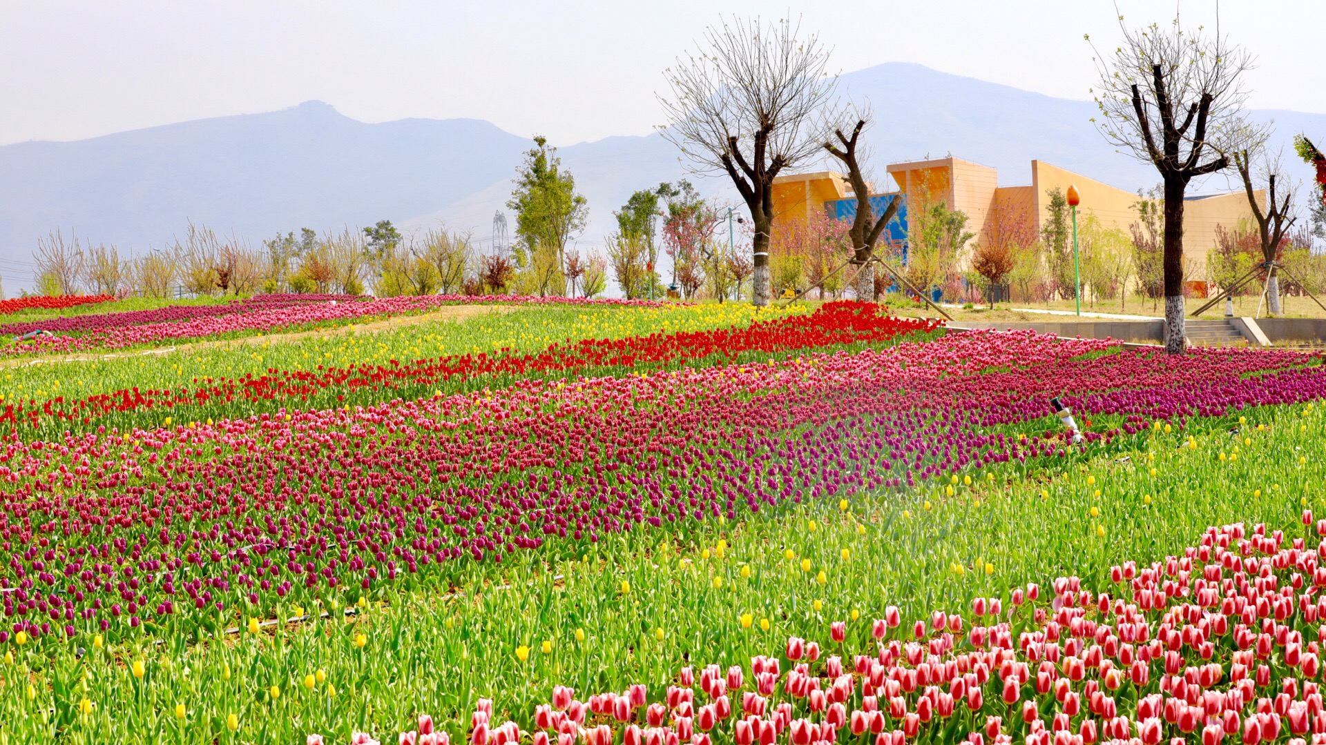 豪泽国际郁金香花海欢乐城