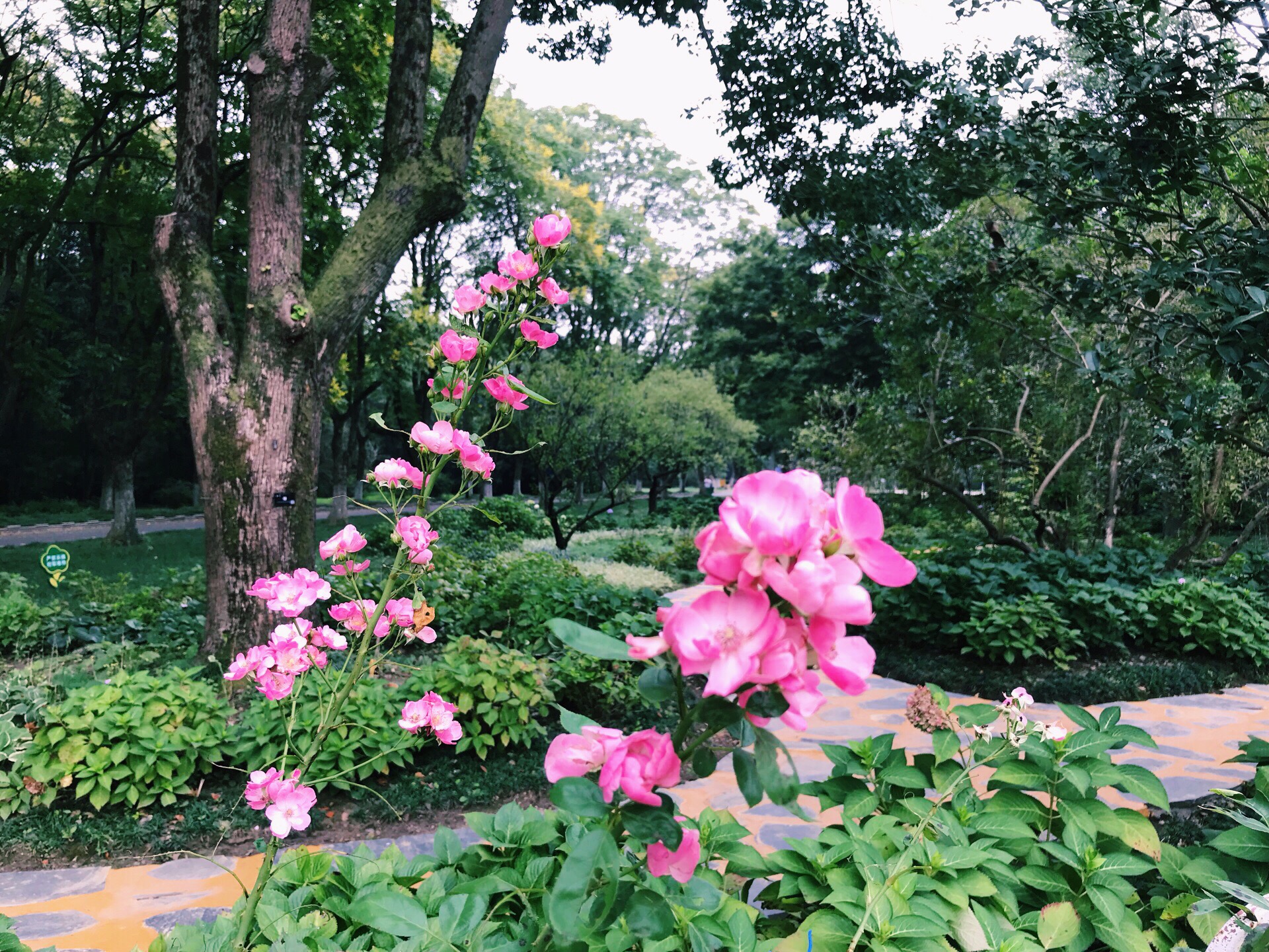 南京中山植物园第21届欧洲花卉展即将开幕
