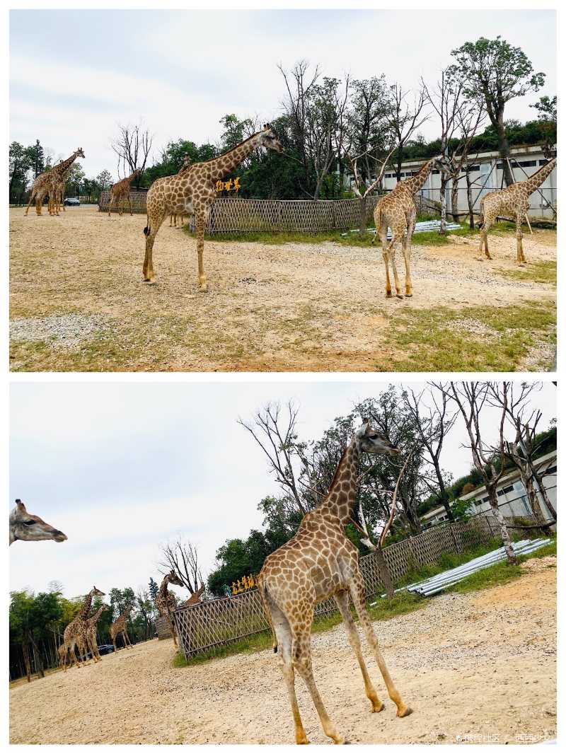 湖州长兴龙之梦动物园