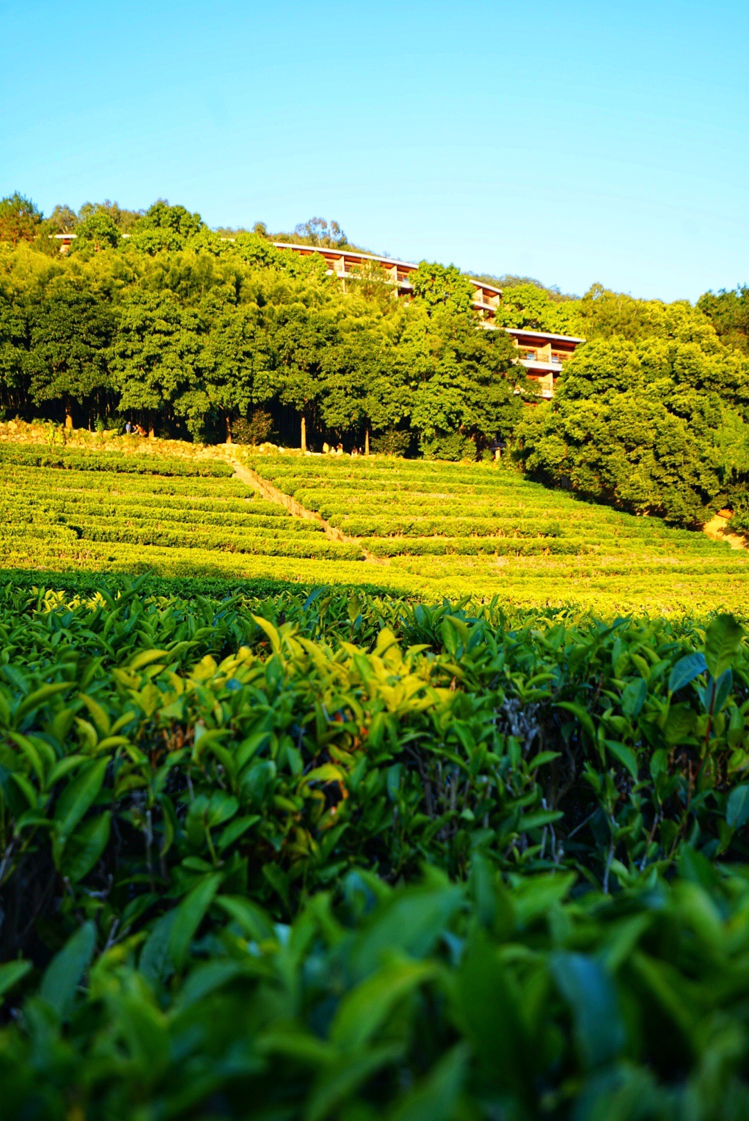 你是那美丽的夕阳~
广州到梅州的高铁通车后又多了一个度假景点!